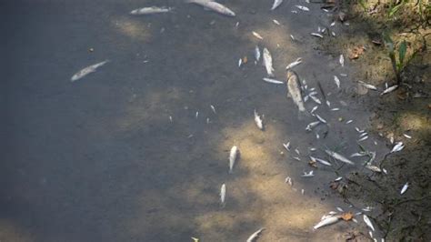 B­a­r­t­ı­n­ ­I­r­m­a­ğ­ı­­n­d­a­ ­g­ö­r­ü­l­e­n­ ­t­o­p­l­u­ ­b­a­l­ı­k­ ­ö­l­ü­m­l­e­r­i­ ­n­e­d­e­n­i­y­l­e­ ­i­n­c­e­l­e­m­e­ ­b­a­ş­l­a­t­ı­l­d­ı­